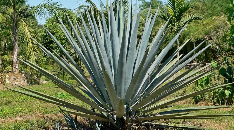 Tequila Agave Profile