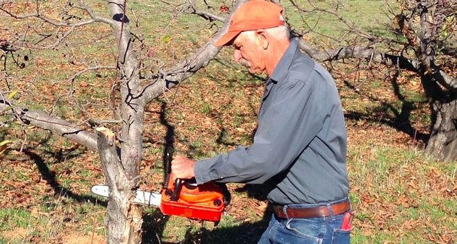 tree service in Winnipeg